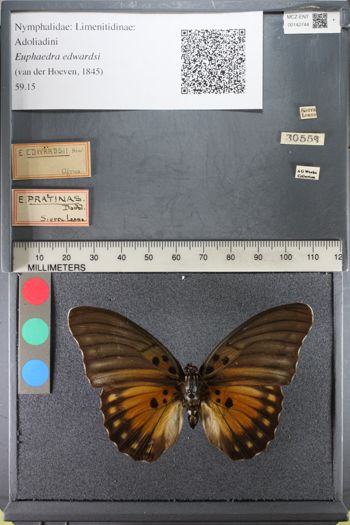 Media type: image;   Entomology 142744